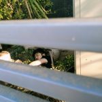 又自杀！韩国男子在金边一大楼坠亡-博彩引流-白菜社区-白菜论坛